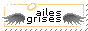 Ailes Grises